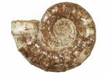 Huge, Jurassic Ammonite Fossil - Madagascar #223794-1